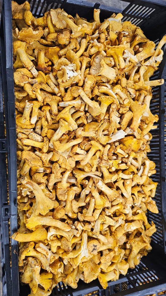 Chanterelle Mushroom (Mixed Sizes) - Europe - 4lb/cs