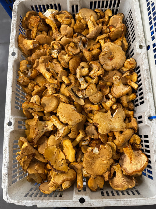 Chanterelle Mushroom Buttons - Europe - 4lb/cs